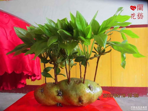 探尋皖西大別山珍寶 原生態(tài)精品珍稀映山白與徽菜文化的交融